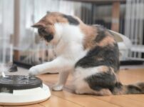 飼うのに苦労する猫ランキング13選！特定条件下で飼いにくい猫種とは？