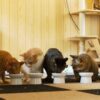 猫のアレルギー対策向けキャットフードのおすすめ17選！皮膚・食物には？