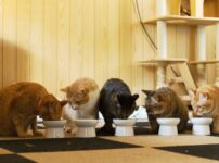 猫のアレルギー対策向けキャットフードのおすすめ17選！皮膚・食物には？