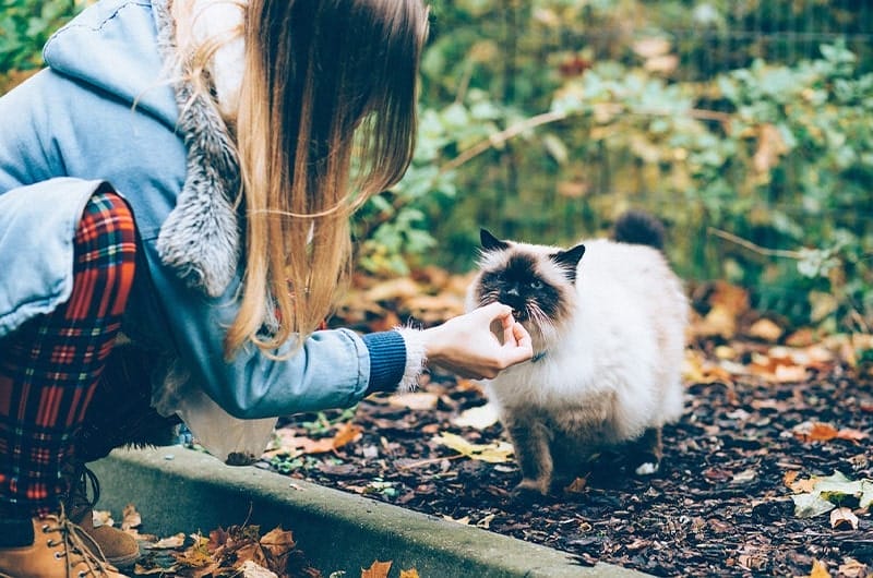 猫用総合栄養食のおすすめ17選！定義や選び方、注意点も解説