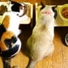 安いキャットフードのおすすめ11選！高コスパで安全なのはどれ？