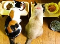 安いキャットフードのおすすめ11選！高コスパで安全なのはどれ？