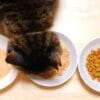 子猫のドライフードをふやかすのはいつまで？切替時期や正しいふやかし方