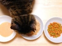 子猫のドライフードをふやかすのはいつまで？切替時期や正しいふやかし方