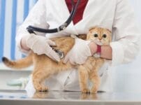 猫の健康診断は必要？費用や注意点、受ける時期やペース