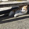 猫の熱中症の症状は？応急処置や予防・対策方法について解説