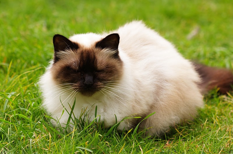 ヒマラヤンってどんな猫種？特徴や性格・習性、適切な飼い方