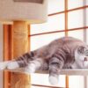 愛猫を室内飼いするメリットやデメリット、必須アイテムをご紹介