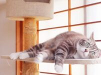 愛猫を室内飼いするメリットやデメリット、必須アイテムをご紹介