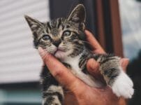 子猫の飼い方を解説！お迎え前に必要なものや飼育ポイントについて