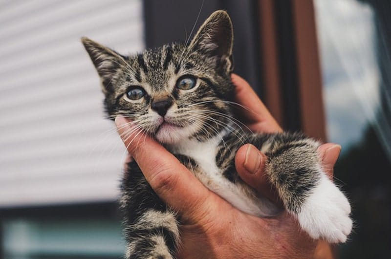 子猫の飼い方を解説！お迎え前に必要なものや飼育ポイントについて