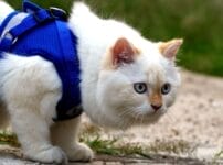 愛猫と一緒にお出かけするときの事前準備や必要な物、注意点をご紹介