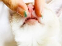 猫は歯みがきをしないとどうなる？磨く必要性や頻度、嫌がる場合のコツをご紹介