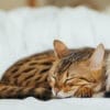 猫のペット保険はいらない？必要な人と必要ない人の違いを解説