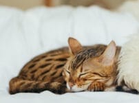 猫のペット保険はいらない？必要な人と必要ない人の違いを解説