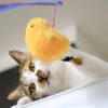 猫種の人気おすすめランキング48選！各猫種の特徴や性格を解説