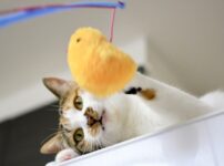 猫種の人気おすすめランキング48選！各猫種の特徴や性格を解説