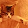 猫を飼うときに準備しておくべきものや便利なアイテムをご紹介！