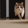 猫が逃げる理由や原因とは？正しく接して懐いてもらうための方法