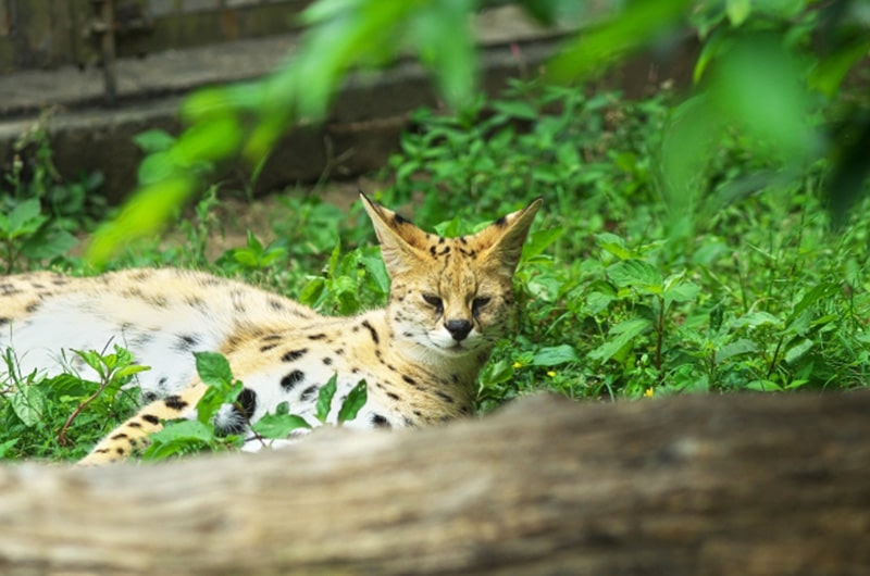 サバンナキャットの特徴や性格を紹介！歴史や寿命、飼い方について