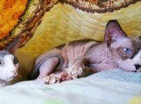 スフィンクスという猫種の特徴は？性格や寿命、飼い方のポイントを解説