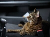 愛猫と旅行しても大丈夫？留守番の方法や一緒に行くときの注意点を解説