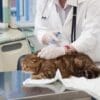 猫のワクチン接種とは？種類や費用感、接種すべき理由