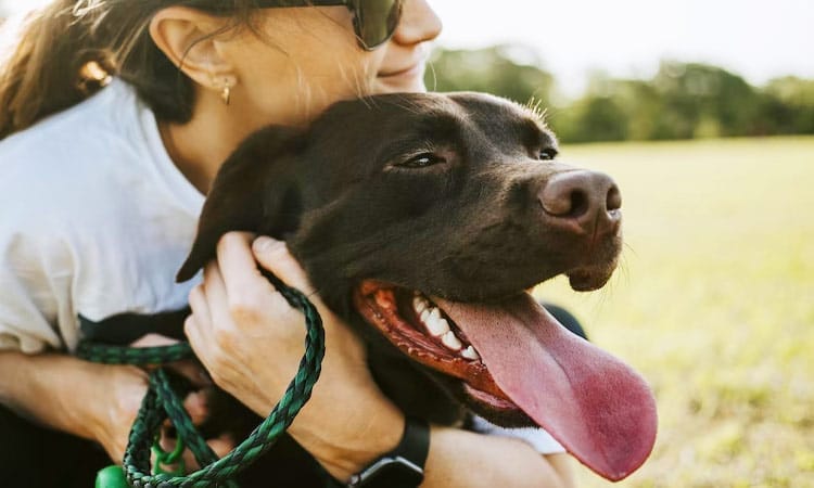 保護犬の譲渡会とは？メリット・デメリットや費用、注意点について解説