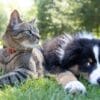 犬がキャットフードを食べるのはダメ！その理由や体への影響について