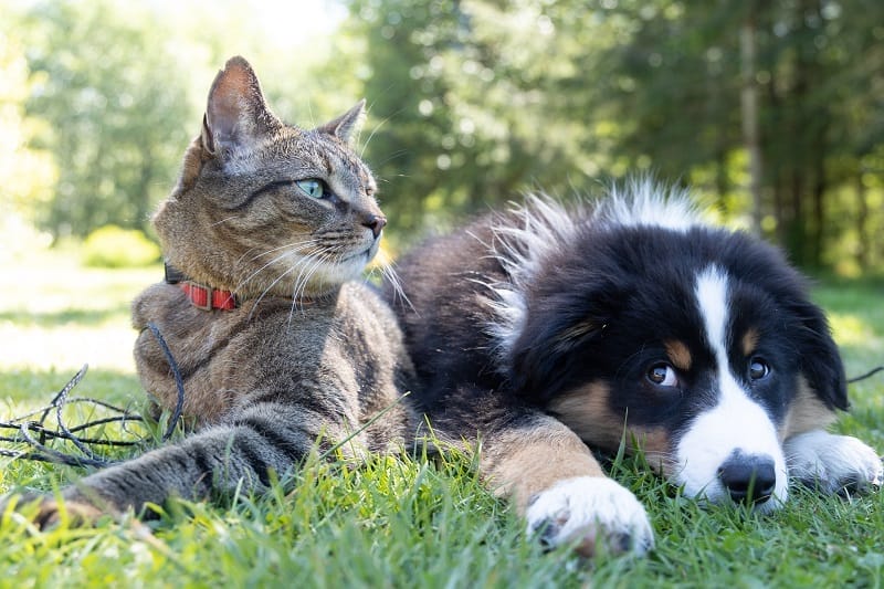 犬がキャットフードを食べるのはダメ！その理由や体への影響について