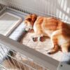 犬用サークルのおすすめ！広さや折りたたみなどの利便性は？