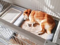 犬用サークルのおすすめ！広さや折りたたみなどの利便性は？