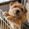 室内犬におすすめの犬種27選！向いている犬種の特徴や注意点について