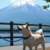 愛犬と一緒にお出かけできるスポットをご紹介！注意点や必須アイテムも