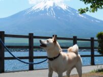 愛犬と一緒にお出かけできるスポットをご紹介！注意点や必須アイテムも