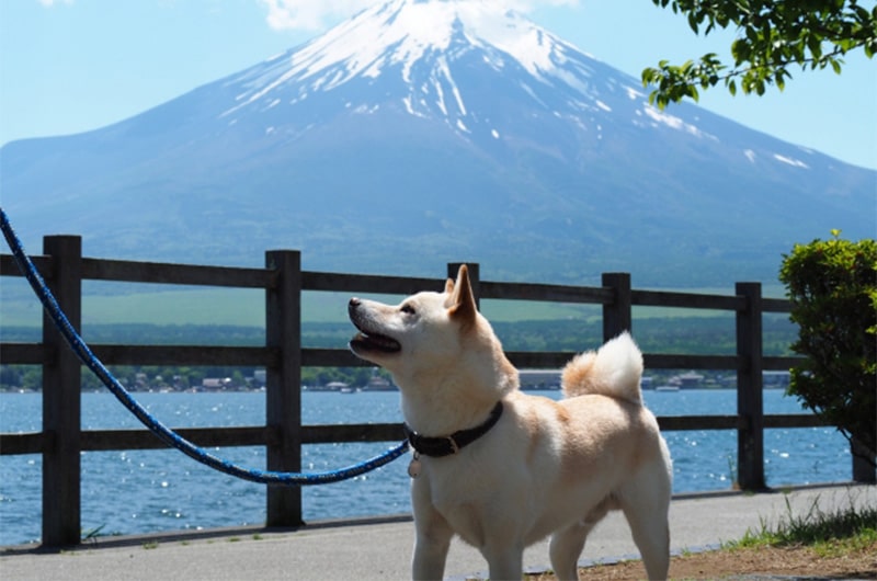 愛犬と一緒にお出かけできるスポットをご紹介！注意点や必須アイテムも