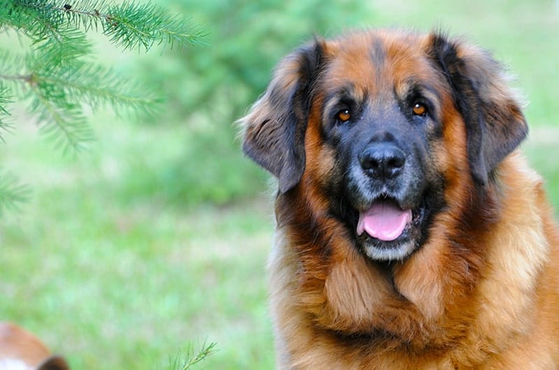 レオンベルガーの特徴をご紹介！性格や平均寿命、飼い方、フードについて