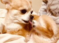 犬が足を舐める理由とは？病院へ行く判断基準・対処法・注意点