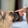 犬にあげてはいけない食べ物まとめ！危険なものやその理由について