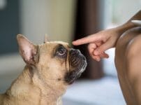 犬にあげてはいけない食べ物まとめ！危険なものやその理由について