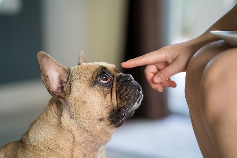 犬にあげてはいけない食べ物まとめ！危険なものやその理由について