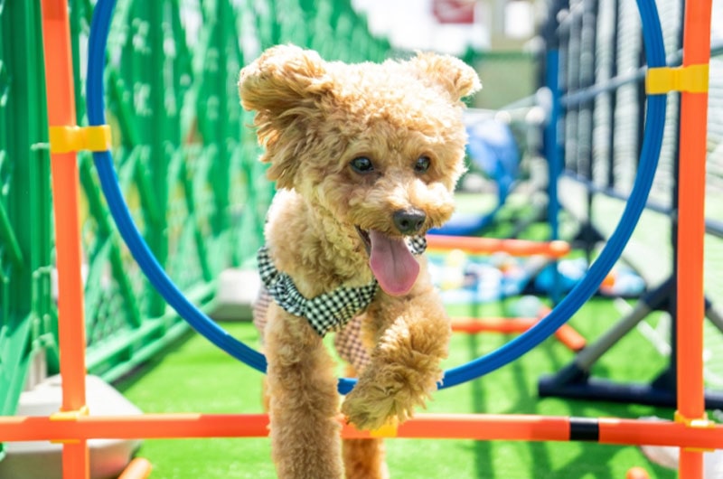 小型犬の人気ランキング37選！各犬種の特徴や飼育時の注意点