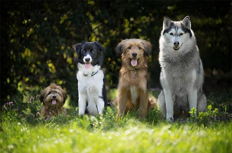 犬種別の値段ランキング20選！値段の高い・安い犬種とその特徴は？