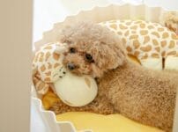 dog_pricetinypoodle