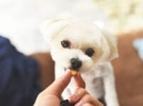 子犬のおやつはいつから与えるのが適切？与える時期や注意点について解説