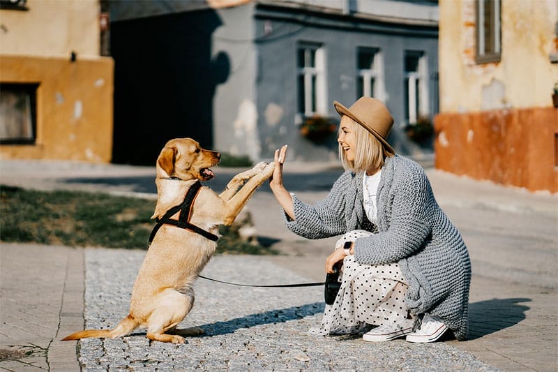 犬を飼ったときに後悔・失敗しないためのポイント12選