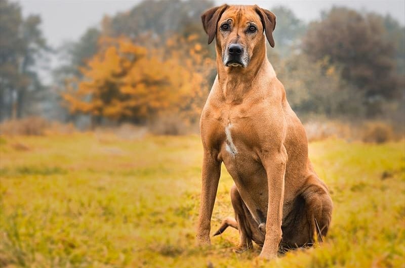 ローデシアンリッジバックの特徴や性格・習性、適切な飼い方について