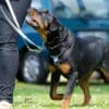 ロットワイラーという犬種の特徴は？性格や寿命、飼い方のポイントを解説