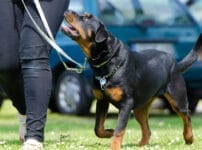 ロットワイラーという犬種の特徴は？性格や寿命、飼い方のポイントを解説