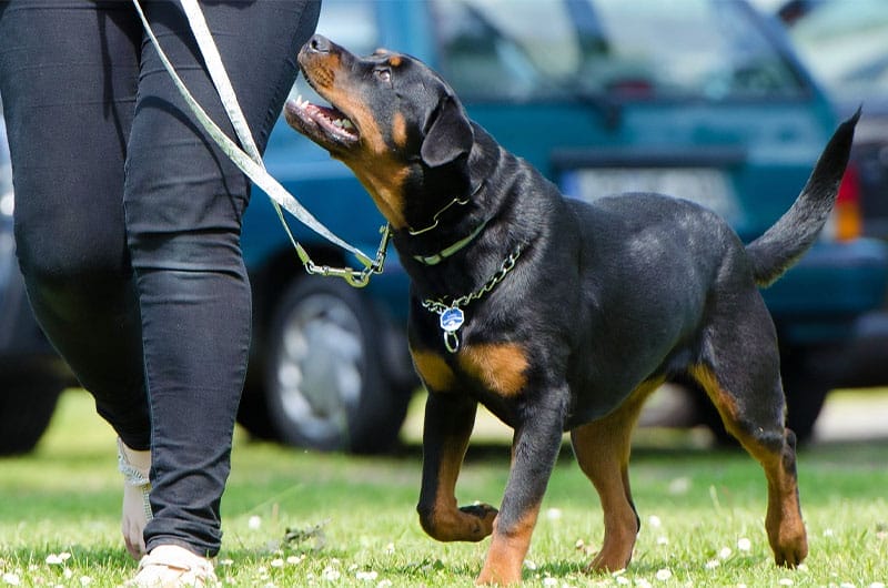 ロットワイラーという犬種の特徴は？性格や寿命、飼い方のポイントを解説